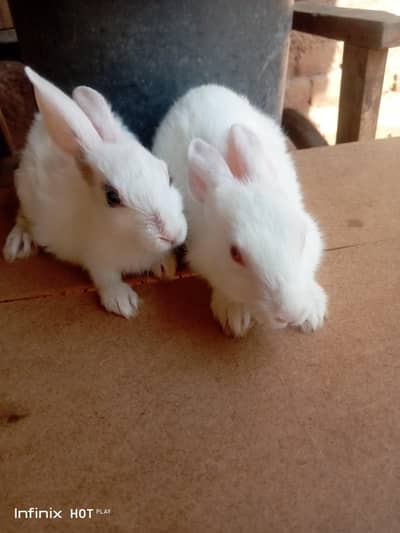 rabbit 