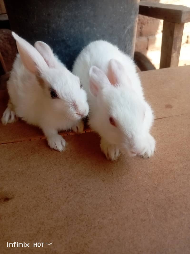 rabbit  0