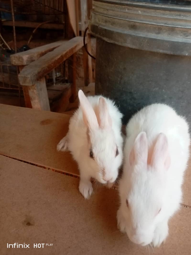 rabbit  1