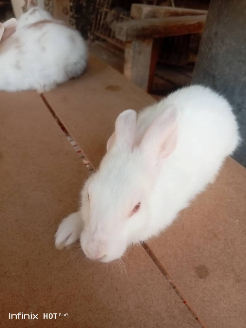 rabbit  2