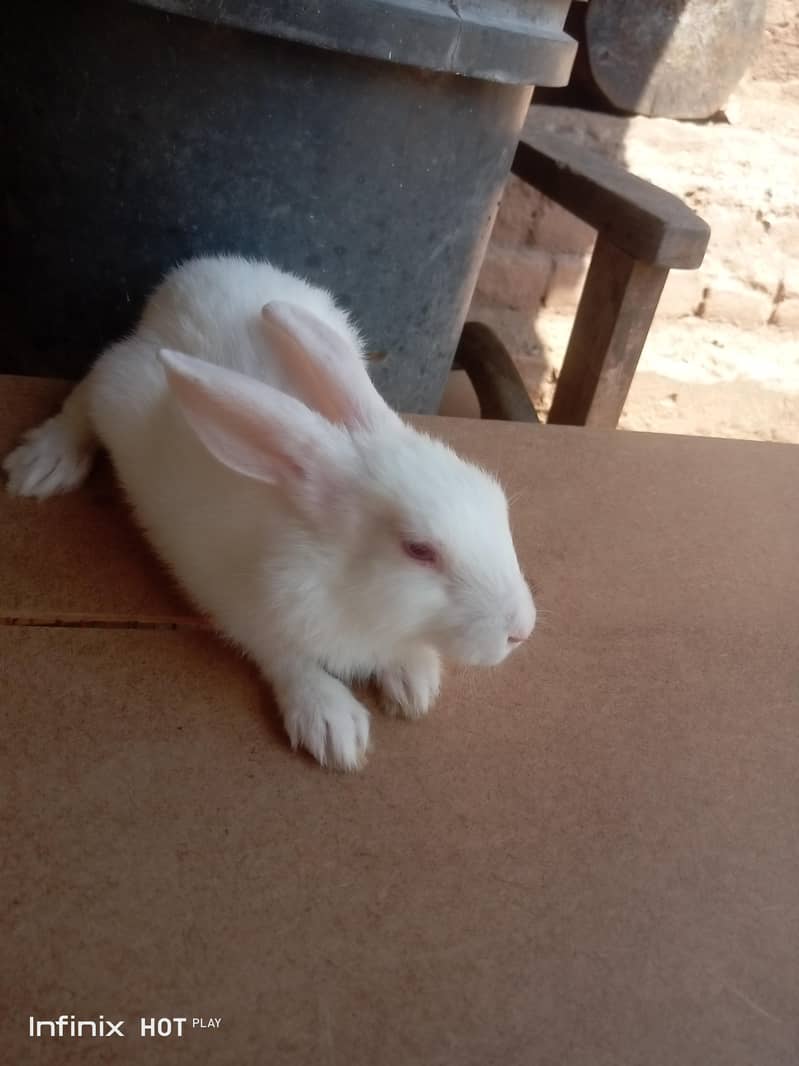rabbit  3