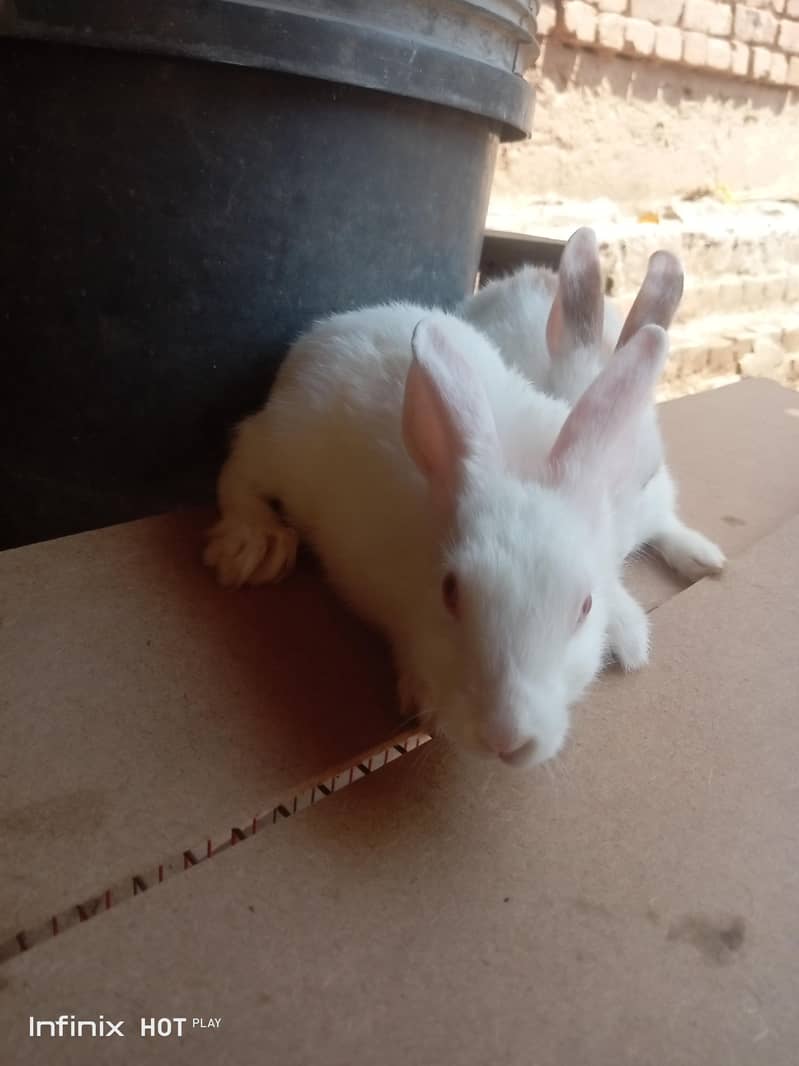 rabbit  4