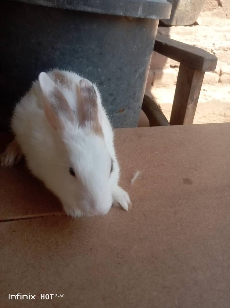 rabbit  5