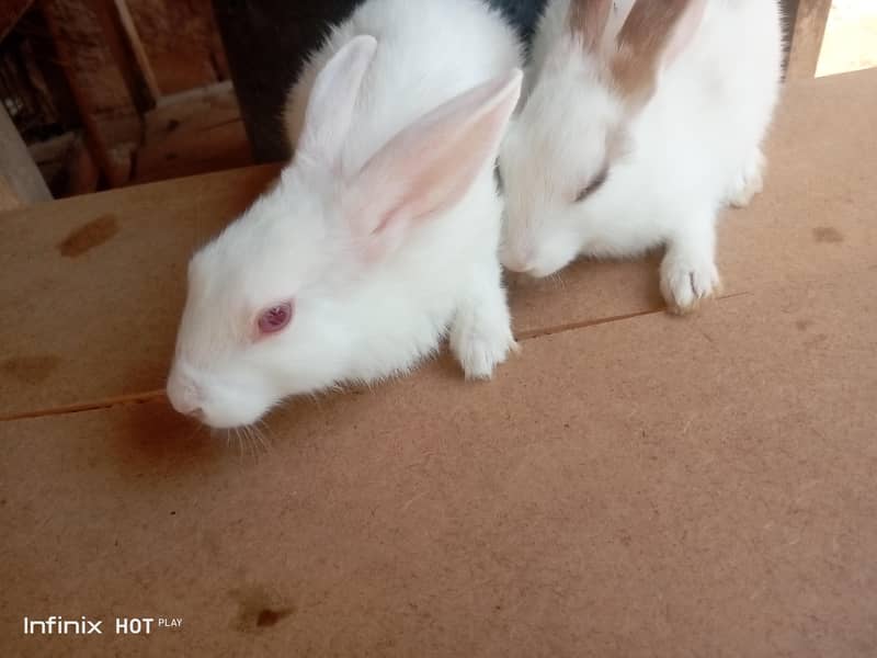 rabbit  6