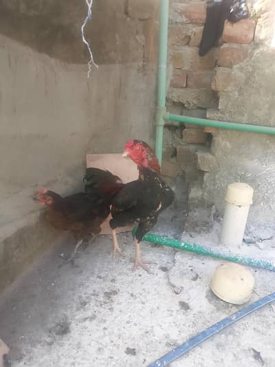 aseel murgha male rooster aseeal
