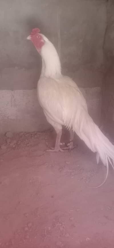 white papaer