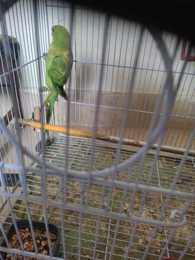green and yellow ring neck pair female (beautiful)
