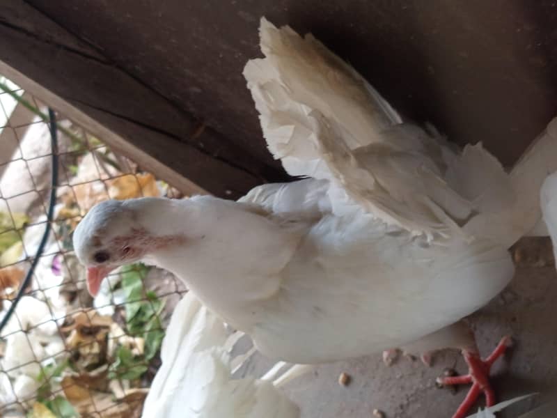 pigen 2