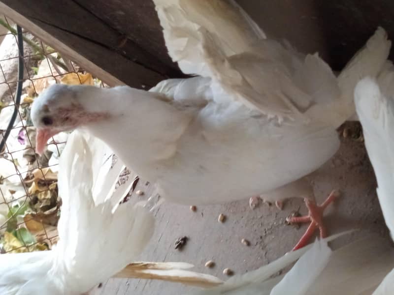 pigen 3