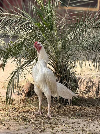 Home breed bht hi achi quality ma