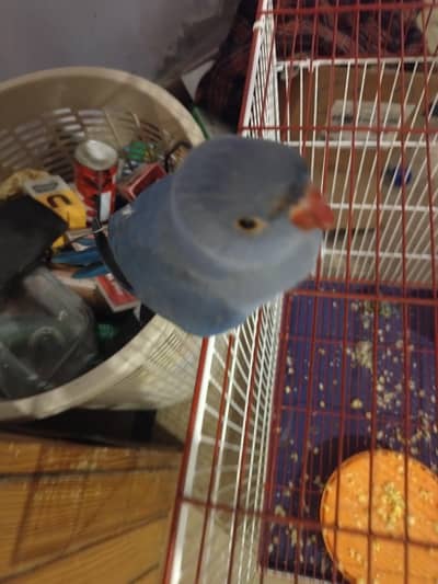 Double factor violet Ringneck