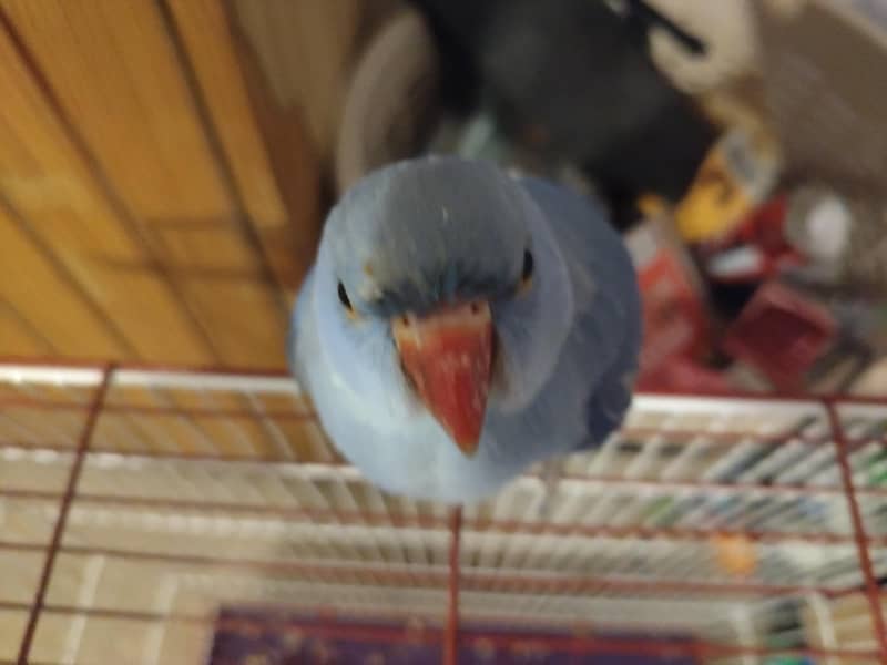 Double factor violet Ringneck 1