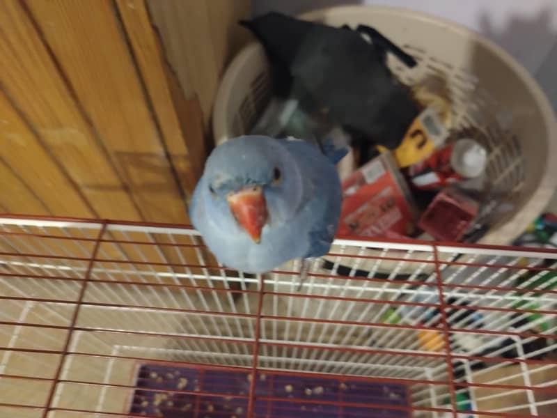 Double factor violet Ringneck 2