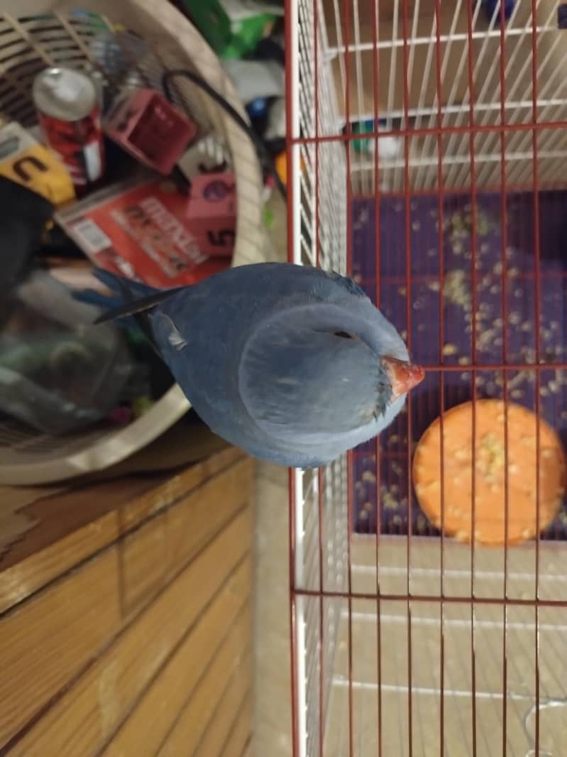 Double factor violet Ringneck 3