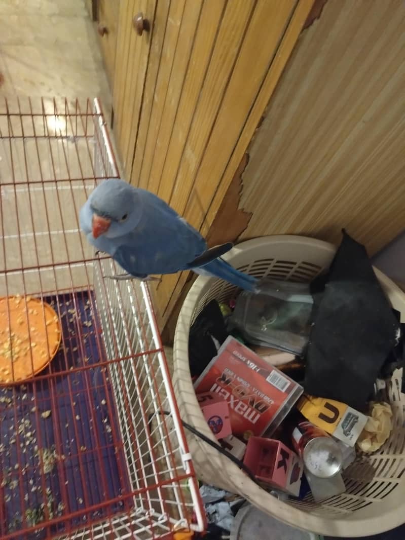 Double factor violet Ringneck 4