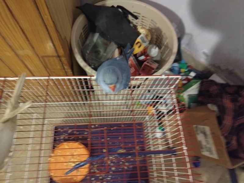 Double factor violet Ringneck 5