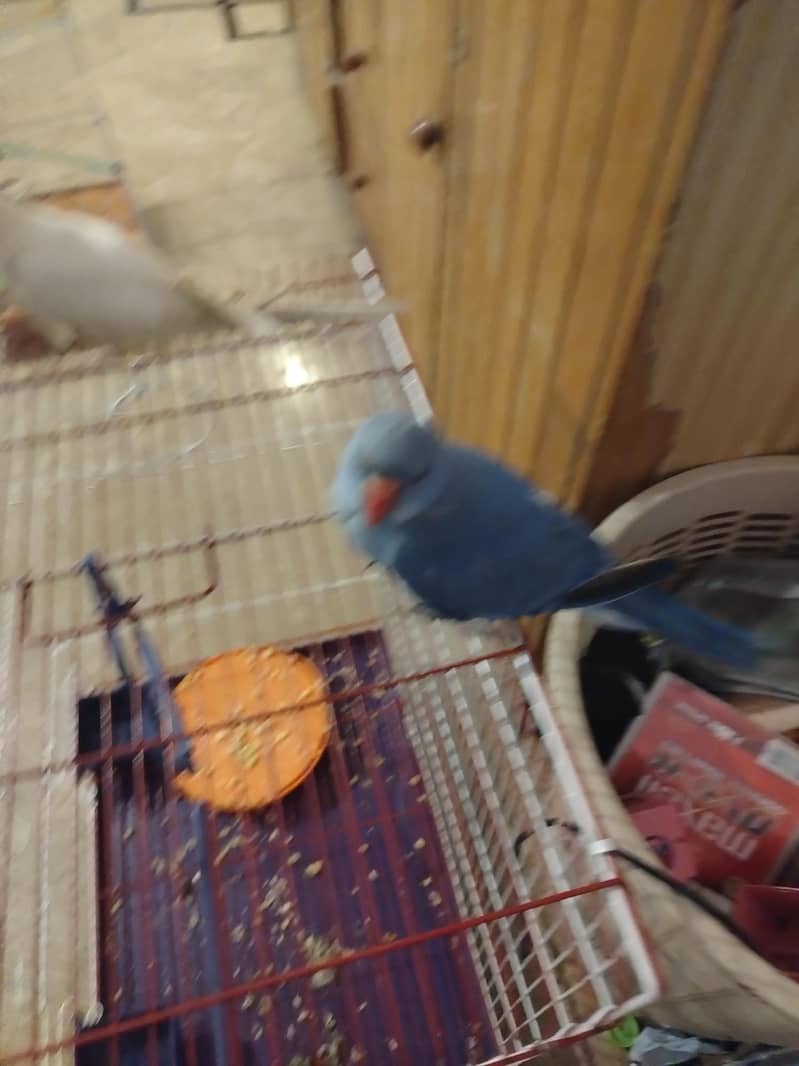 Double factor violet Ringneck 6