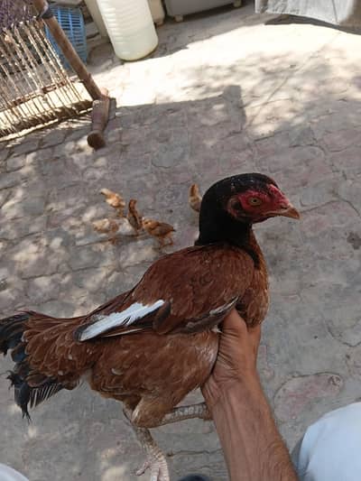 aseel murgi for sell & ⁶ chozy