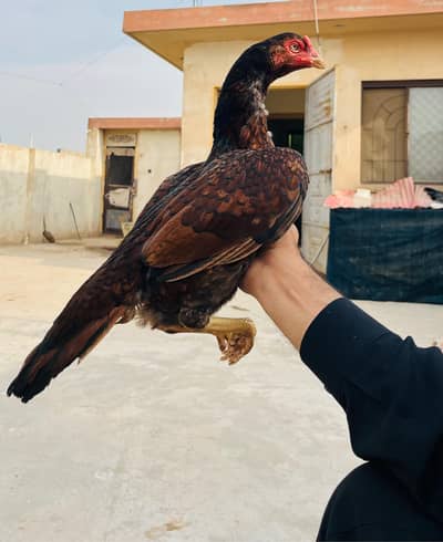 health and active aseel female