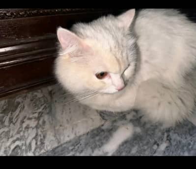 Persian male cat with complete accessories