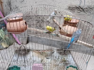 Budgie