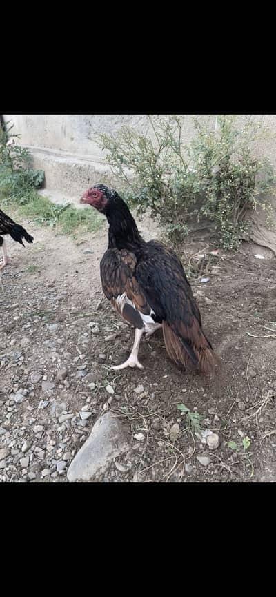 Aseel hen