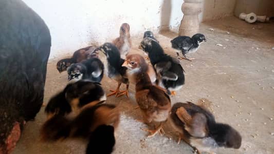 Aseel chicks