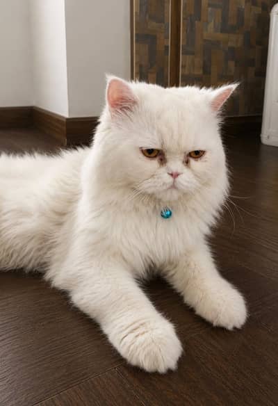 Imported Persian Cat for Sale( Serious Buyer Only)