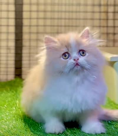 Persian Cat | Billi |  kittens | 3 Coat | w\atsa/pp OƷ48O2୨0146