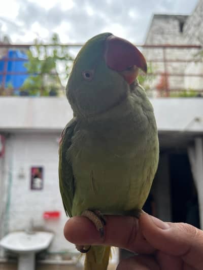 hand tamed raw parrot