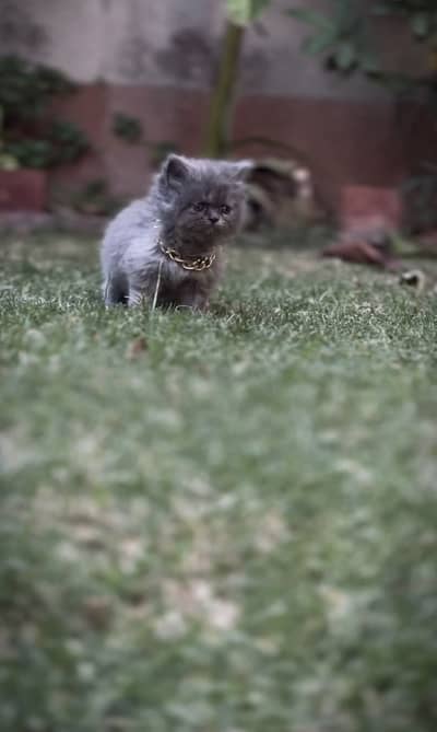 Persian grey kitten