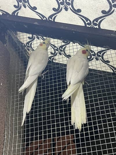 Cocktail breeder pair