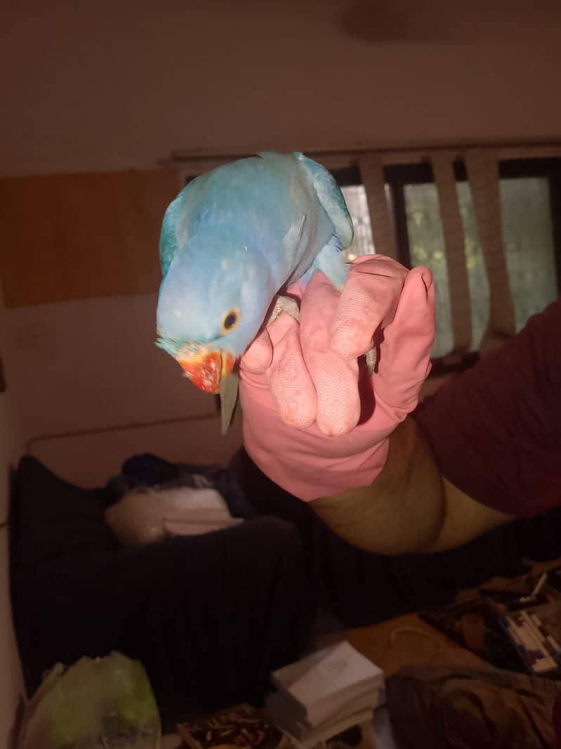 Double factor violet Ringneck 7