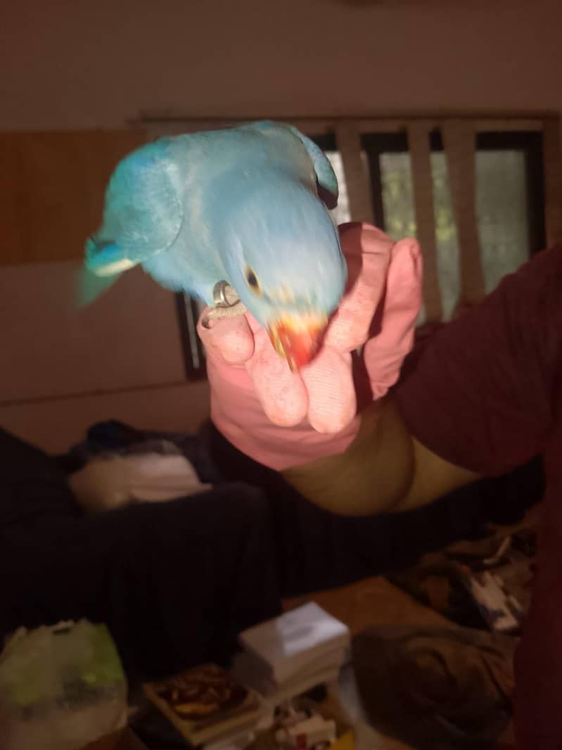 Double factor violet Ringneck 8