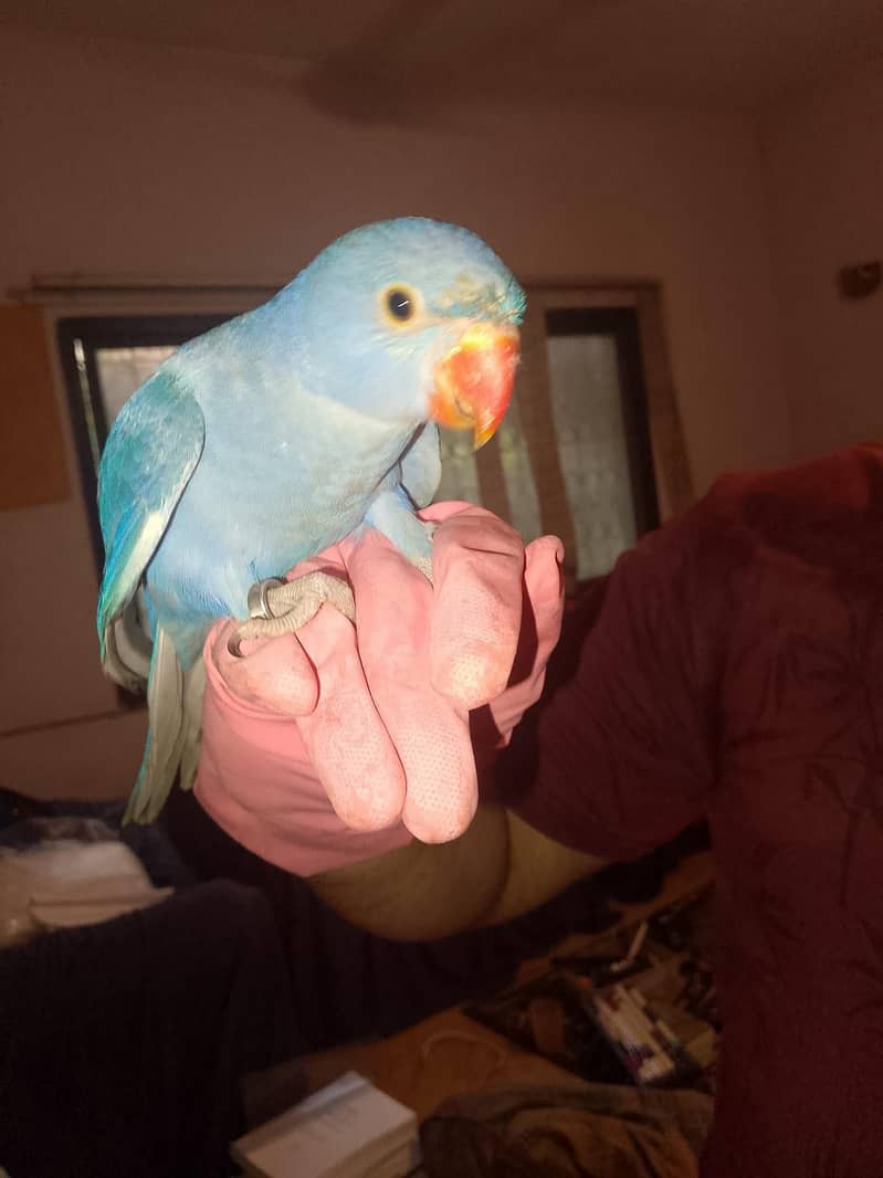 Double factor violet Ringneck 9