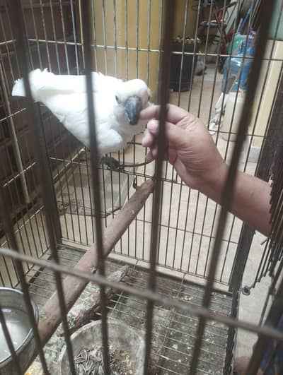 Medium Sulphur Cockatoo