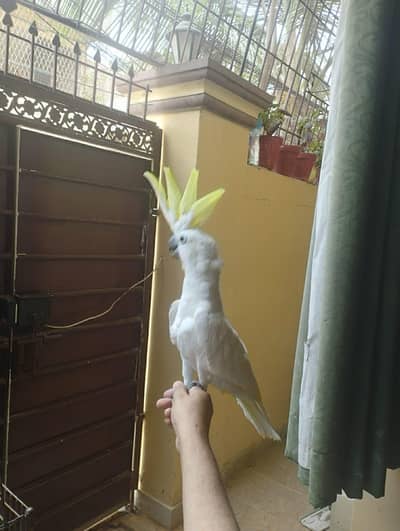Medium Sulphur Cockatoo