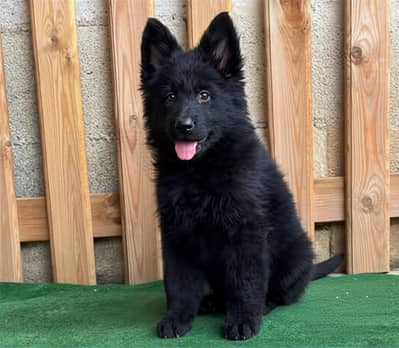 German shepherd puppy \ gsd puppies \ long caot \ gsd dog