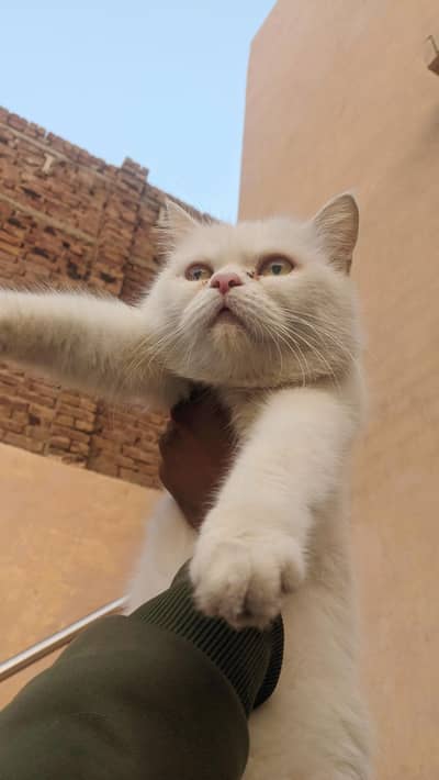 punch face beautiful Persian white female breeder cat available