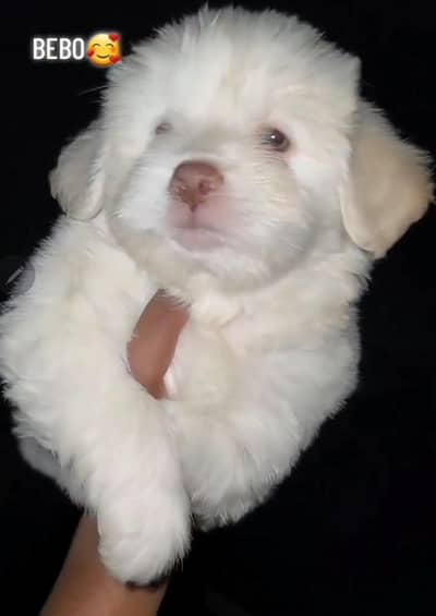 Amrican poodle