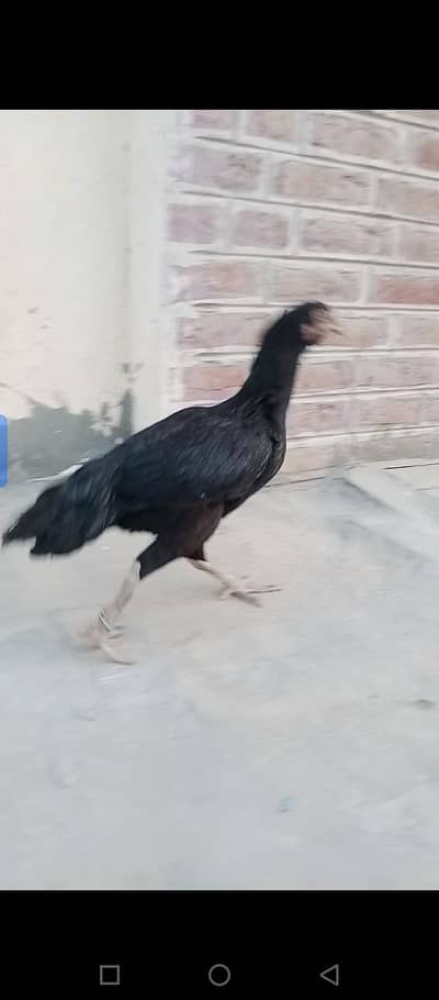 aseel  mianwali