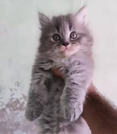 Persian Doll Face Kitten with Tripple Coat