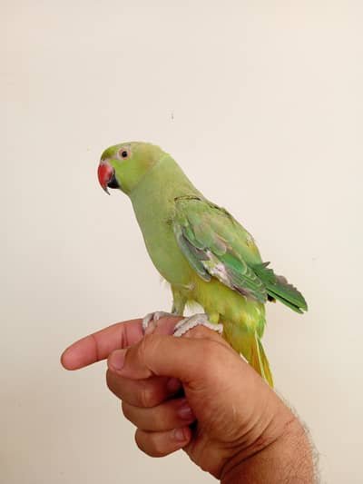 Ringneck parrot handtame and talking