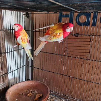 Rubino rosella breedr pair