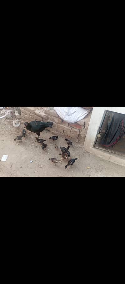 Aseel chicks for sale. Jk Aseel form ap logo ka lia laya  student deal