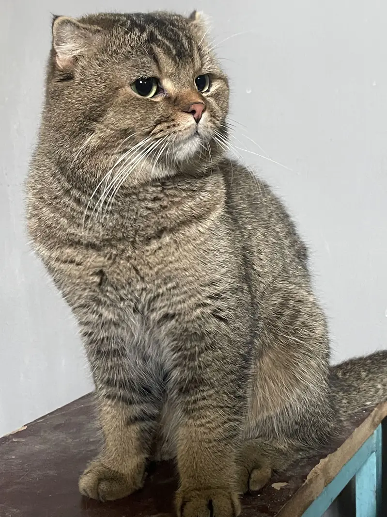 British Scottish fold stud male — photo 2