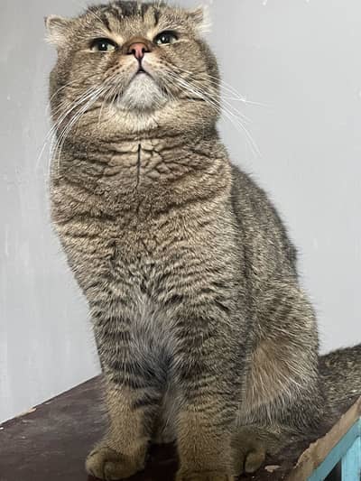 British Scottish fold stud male