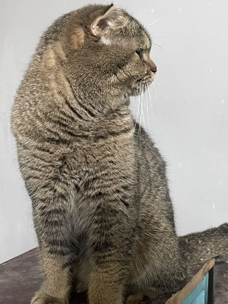 British Scottish fold stud male — photo 3