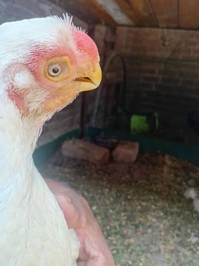 indian parat beek pure tamal nado breed piar for sale hy