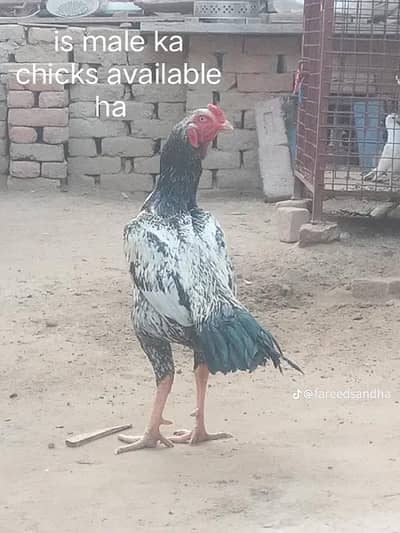 Aseel chicks